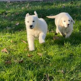 Goldendoodle and Golden Retriever Puppies from Brooke Bradley