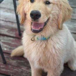 Golden Retriever and Labrador Retriever Puppies from Harvest Moon Farms - Indiana English Cream Golden Retreivers