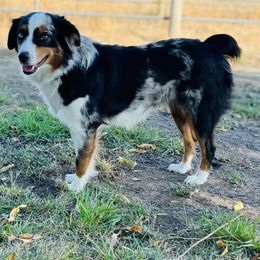 Josie - Miniature Australian Shepherd
