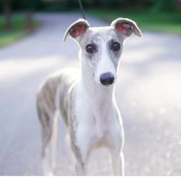 Miniature Schnauzer and Whippet All Grown Up from Saving Grace