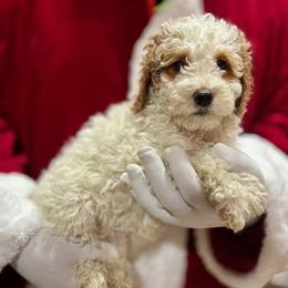 Yellow - Parti female Goldendoodle puppy in Tucson, Arizona from Adored Poodle & Doodles