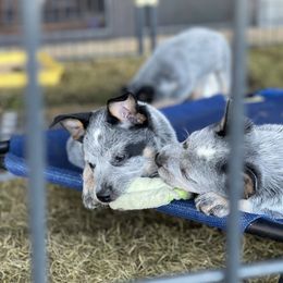 Australian Cattle Dog Puppies from Tin Roof Australian Cattle Dogs