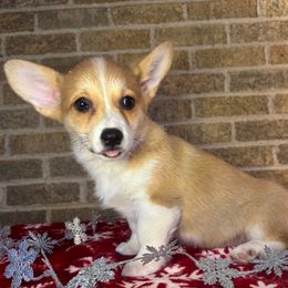 Yellow female - Red female Pembroke Welsh Corgi puppy in Mcarthur, Ohio from Bentley Corgis LLC
