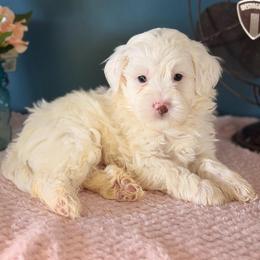 Marshmellow - White male Bernedoodle puppy in Denver, Pennsylvania from Redcay's Mini Bernedoodles