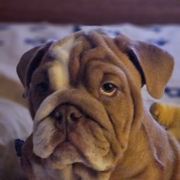 Gracie - Bulldog