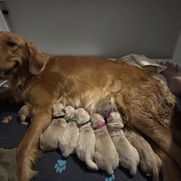Black - Golden male Golden Retriever puppy in Peoria, Arizona from Westwing Retrievers