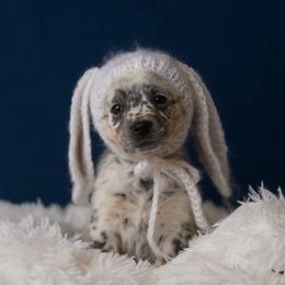 Australian Cattle Dog and Collie Puppies from Blackberry Hills