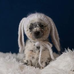 Australian Cattle Dog and Collie Puppies from Blackberry Hills