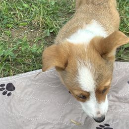 Green Collar - Red and white Cardigan Welsh Corgi puppy in Coopersville, Michigan from Corgi 4 Christ
