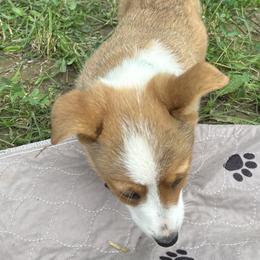 Green Collar - Red and white Cardigan Welsh Corgi puppy in Coopersville, Michigan from Corgi 4 Christ