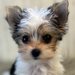 Yorkshire Terriers from Small paws