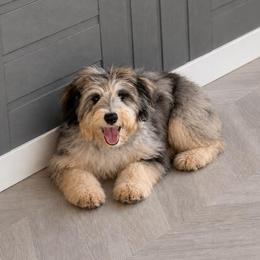 Honey - Blue merle female Sheepadoodle puppy in North Royalton, Ohio from Johnson's Doodles