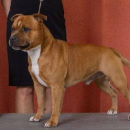 Bam - Staffordshire Bull Terrier