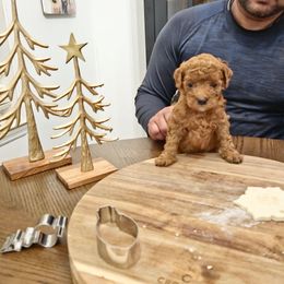 Cindy Lou - Red  female Poodle puppy in Statesboro, Georgia from Briar Creek Kennels