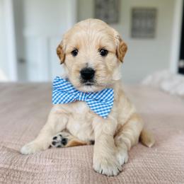 Buzz - Cream male Goldendoodle puppy in Sterling, Illinois from Charley's Goldendoodles
