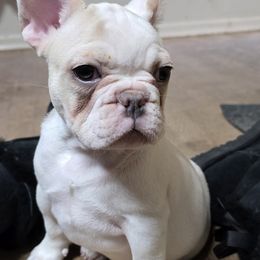 Tigger - French Bulldog puppy from JNS Frenchies