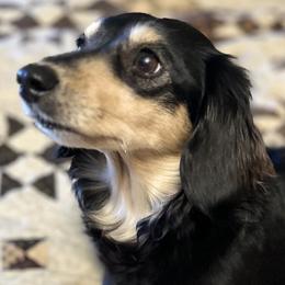 Dachshunds from Bell-Webb Ranch Doxies