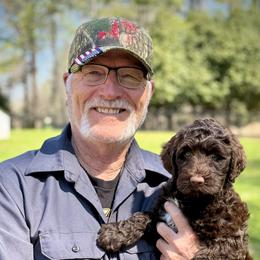 Miss Red - Chocolate female Australian Labradoodle puppy in Wake Forest, North Carolina from Lucky Country Labradoodles