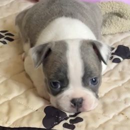 Girl 7 - Boston Terrier puppy in George West, Texas from Duke of Earl’s Boston Terriers