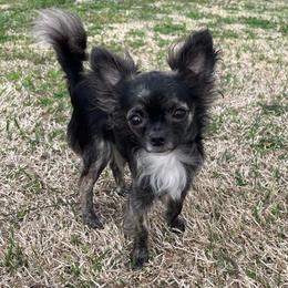 Khloe - Black and white female Chihuahua puppy in Coweta, Oklahoma from Green Country Chihuahuas