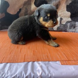 Tiny Tim - Black and mahogany Rottweiler puppy in Detroit, Michigan from Dark Storm Kennels
