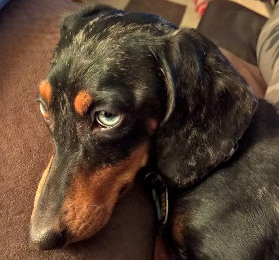 Crown Jewel Kennels in Colorado Dachshund and Yorkshire Terrier