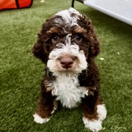Bernedoodle and Bernese Mountain Dog Puppies from Sage Hills Bernedoodles