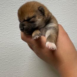 Pansy - Sesame female Shiba Inu puppy in Covington, Ohio from Rustic Country Shibas