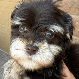 Boy 2 - Liver male Miniature Schnauzer puppy in Avondale, Arizona from Campos Schnauzers