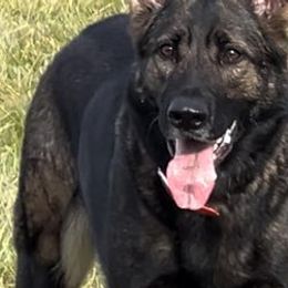 German Shepherds from Alten Waechter German Shepherds