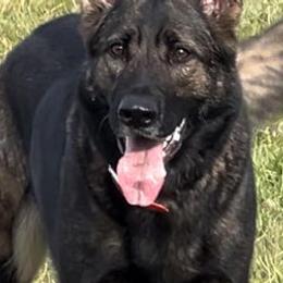 German Shepherds from Alten Waechter German Shepherds