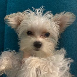 Snow - Parti female Yorkshire Terrier puppy in Deltona, Florida from Oliviero Yorkies