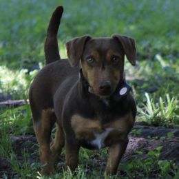 Brandy - American Hunt Terrier