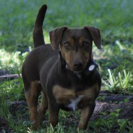Brandy - American Hunt Terrier