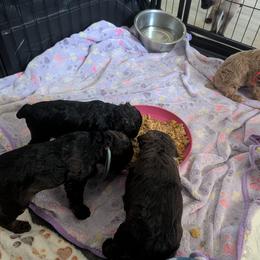 Poodle Puppies from Sarah's Poodles