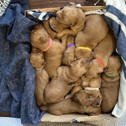 Assorted Doodle Crosses and Golden Retriever Puppies from Golden Palms Puppies