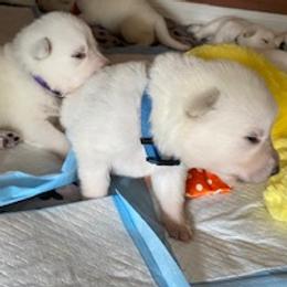 German Shepherd Puppies from Diamond White German Shepherds