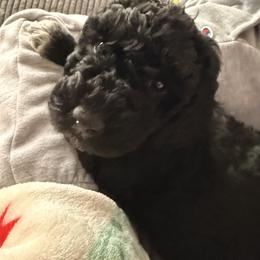 Cockapoo and Goldendoodle Puppies from Jax Doodles