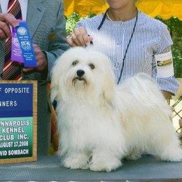 Havanese from Rag Muffins