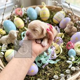 Ranger - CKC Registered :: Light Blue - Cream male Dachshund puppy in Erick, Oklahoma from 4-L Backyard Dach