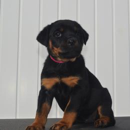 Miss Pink - Black and mahogany female Rottweiler puppy in Ethel, Washington from Titanenheim Rottweilers