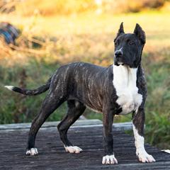 Black brindle with small blaze - Tiger female Perro de Presa Canario puppy in Leitchfield, Kentucky from Rey Gladiador Presa Canario