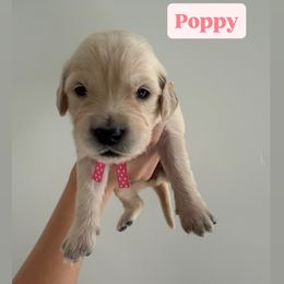 Golden Retriever Puppies from Pheasant Hollow Goldens