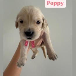 Golden Retriever Puppies from Pheasant Hollow Goldens