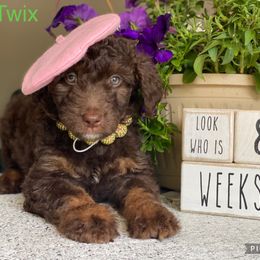Aussiedoodle and Bernedoodle Puppies from Rowe Farms Aussiedoodles