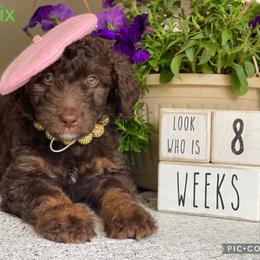 Aussiedoodle and Bernedoodle Puppies from Rowe Farms Aussiedoodles