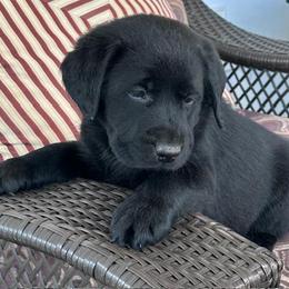 Olivia - Black female Labrador Retriever puppy in Maynardville, Tennessee from Three Bears Labradors