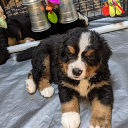 Bernese Mountain Dog Puppies from Baby Bear Bernese Kennel