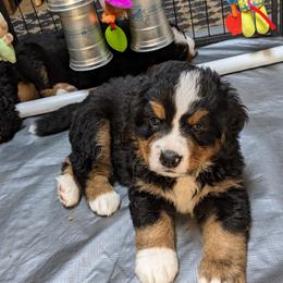 Bernese Mountain Dog Puppies from Baby Bear Bernese Kennel