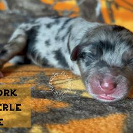 Firework - Blue merle male Australian Shepherd puppy in Squaw Valley, California from A&M Australian Shepherds